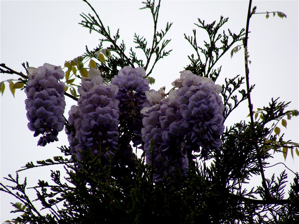 Wisteria frutescens