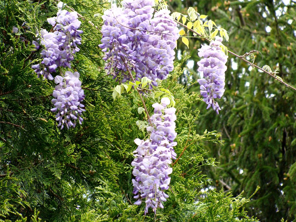 Wisteria frutescens