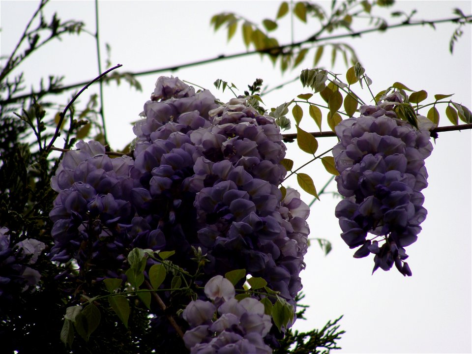 Wisteria frutescens