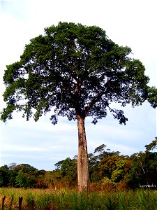 giant jatoba (Hymenaea courbaril)  serra de ibiapaba - CE Brazil