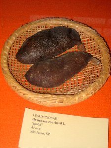 Hymenaea courbaril specimen in the Museu Botânico Dr. João Barbosa Rodrigues, Jardim Botânico de São Paulo, São Paulo City, SP, Brazil.