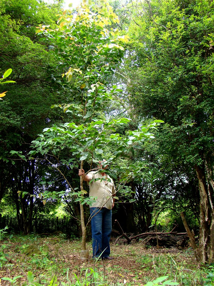 jatoba plantado em mococa na fazenda lage