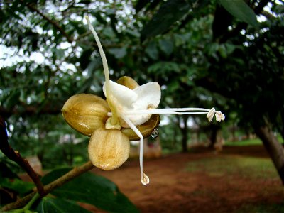 flor de jatoba tirada no parque ceret sao paulo