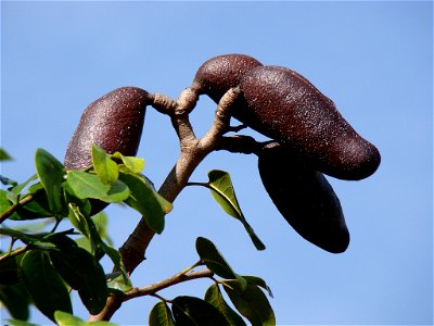 frutos do jatoba tirada em parque ceret sao paulo