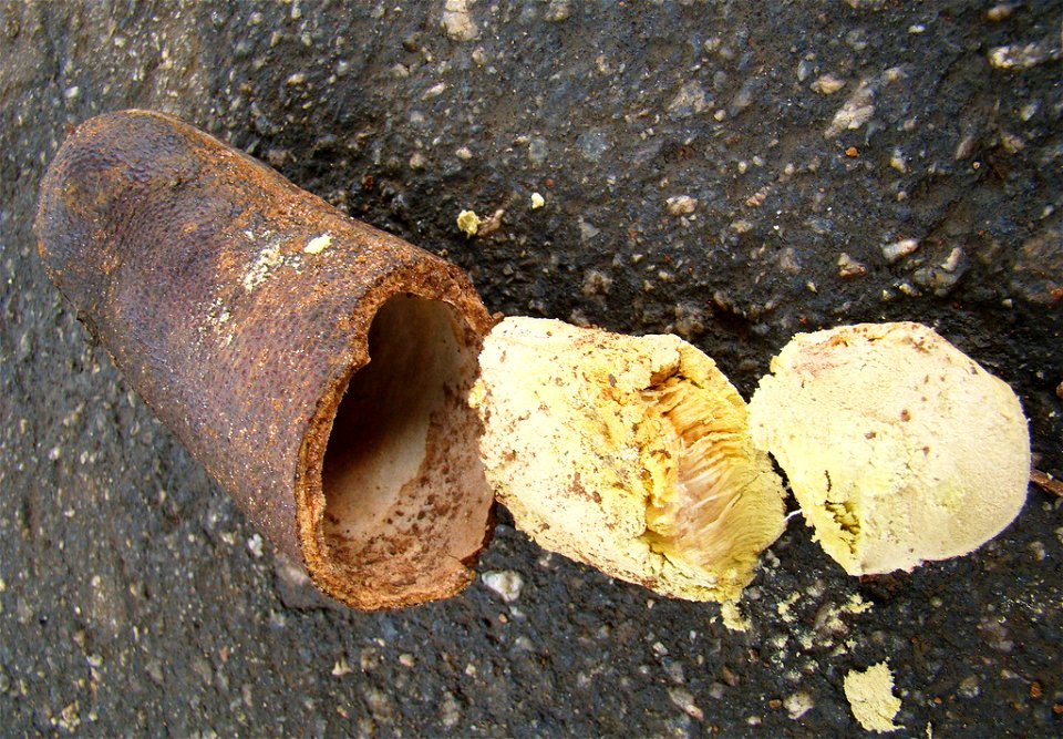 legume de jatoba foto tirada no parque ceret sao paulo