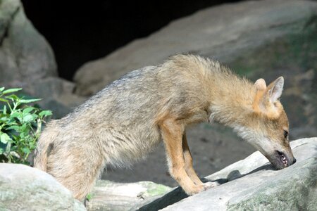Zoo mammal predator
