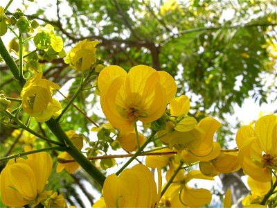 Cassia spectabilis flowers