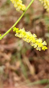 longleaf wattle (Acacia longifolia)