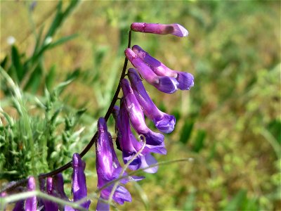 Zottige Wicke (Vicia villosa) bei Neulußheim (Gemarkung Altlußheim)