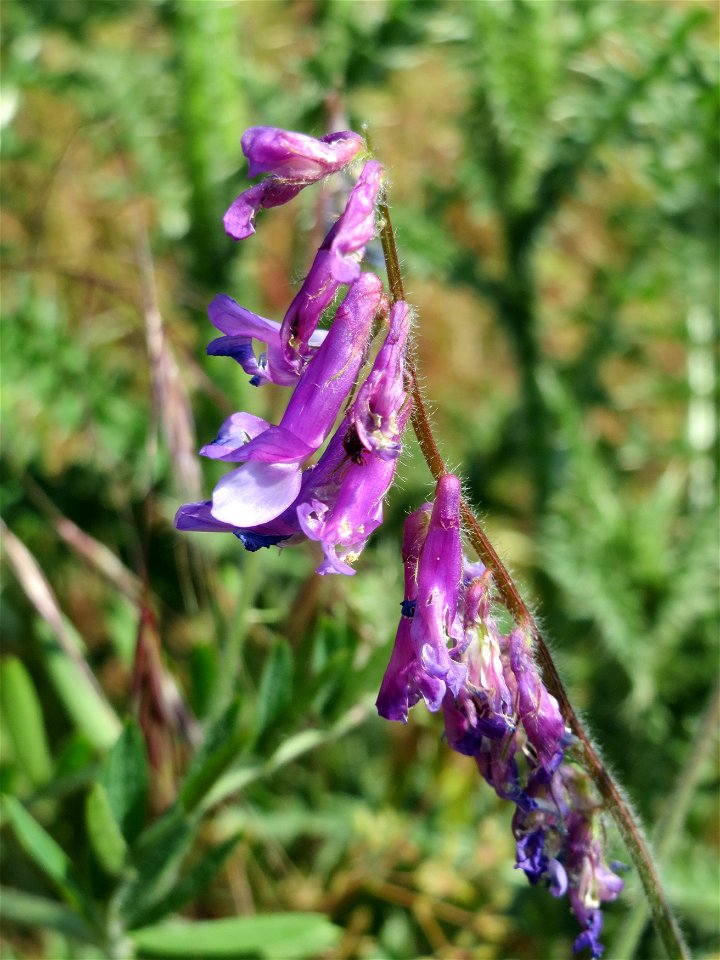 Zottige Wicke (Vicia villosa) bei Neulußheim (Gemarkung Altlußheim)