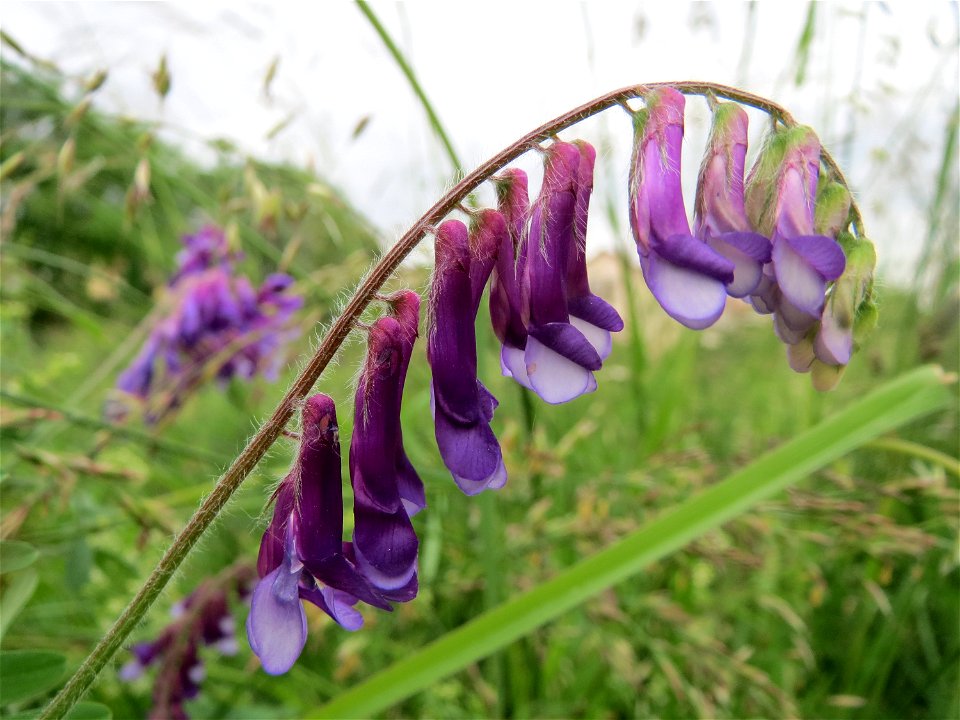 Zottige Wicke (Vicia villosa) im Landesgartenschaupark Hockenheim
