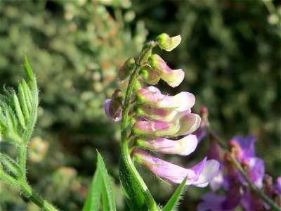 Zottige Wicke (Vicia villosa) bei Hockenheim
