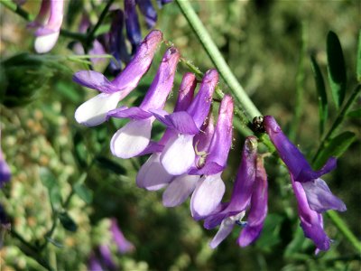 Zottige Wicke (Vicia villosa) bei Hockenheim