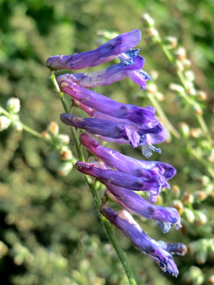 Zottige Wicke (Vicia villosa) bei Hockenheim