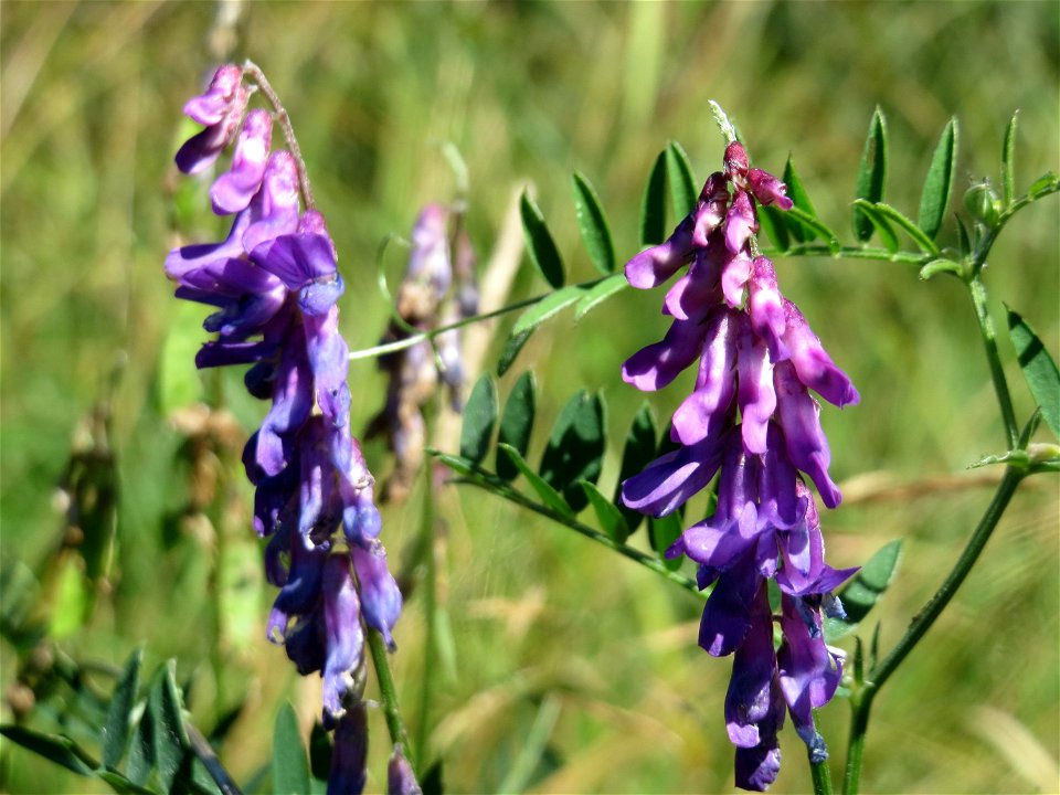 Vogelwicke (Vicia cracca) im Naturschutzgebiet "St. Arnualer Wiesen"