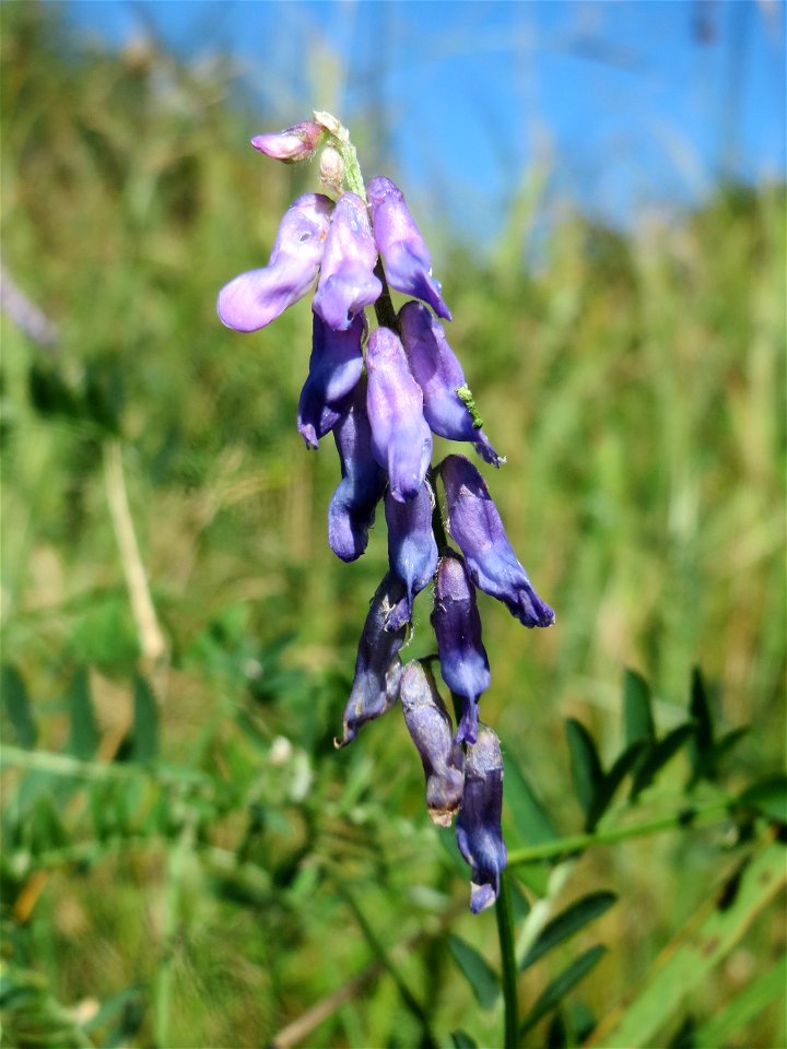 Vogelwicke (Vicia cracca) im Naturschutzgebiet "St. Arnualer Wiesen"