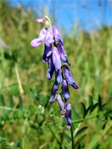 Vogelwicke (Vicia cracca) im Naturschutzgebiet "St. Arnualer Wiesen"