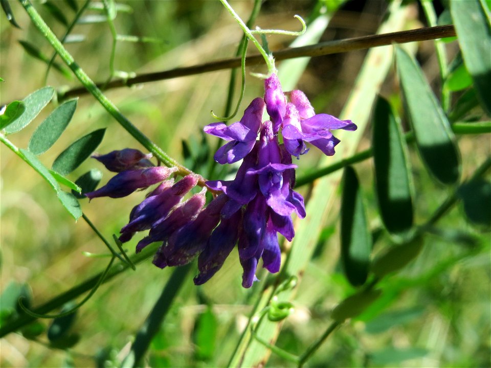 Vogelwicke (Vicia cracca) im Naturschutzgebiet "St. Arnualer Wiesen"