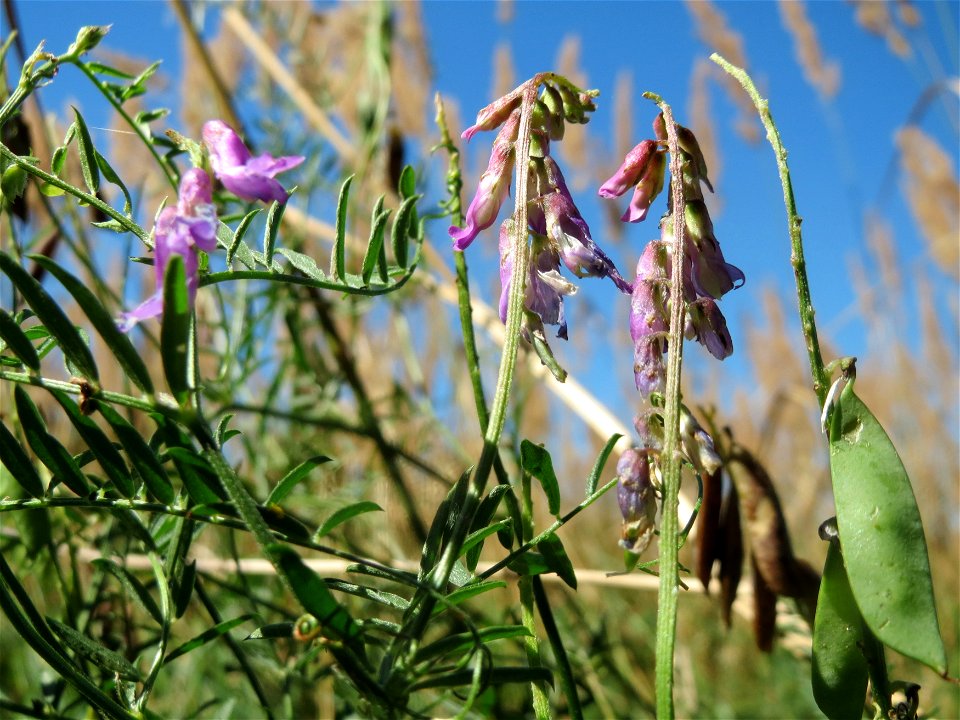 Vogelwicke (Vicia cracca) im Naturschutzgebiet "St. Arnualer Wiesen"