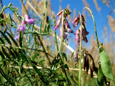 Vogelwicke (Vicia cracca) im Naturschutzgebiet "St. Arnualer Wiesen"