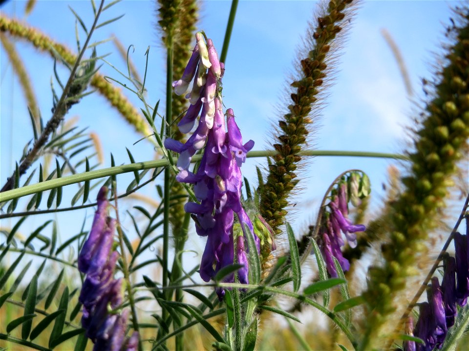 Zottige Wicke (Vicia villosa) im Hockenheimer Rheinbogen
