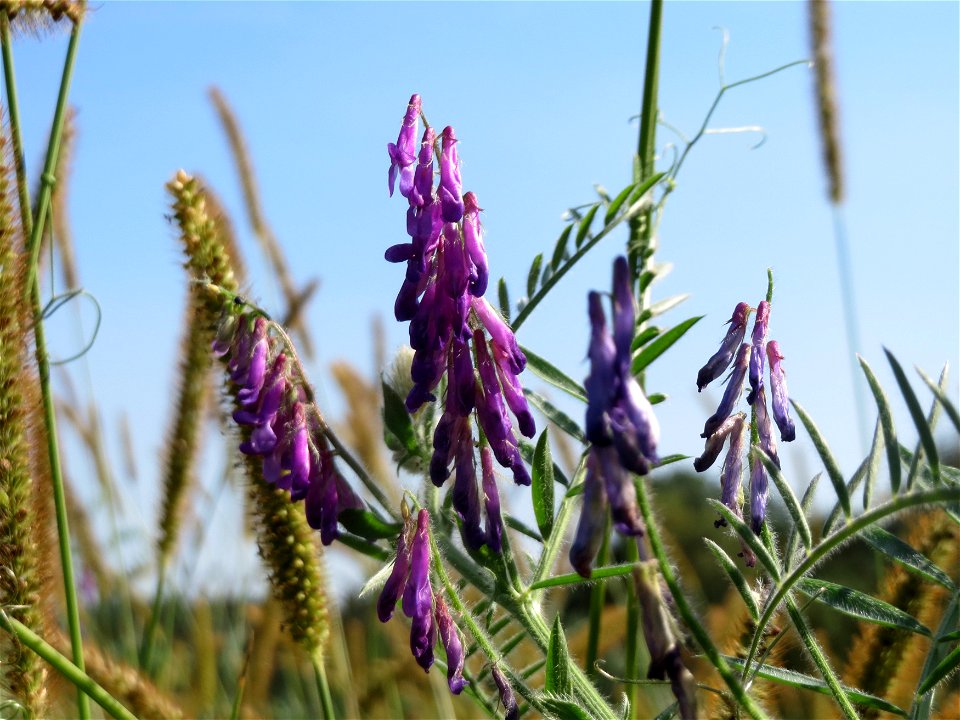 Zottige Wicke (Vicia villosa) im Hockenheimer Rheinbogen