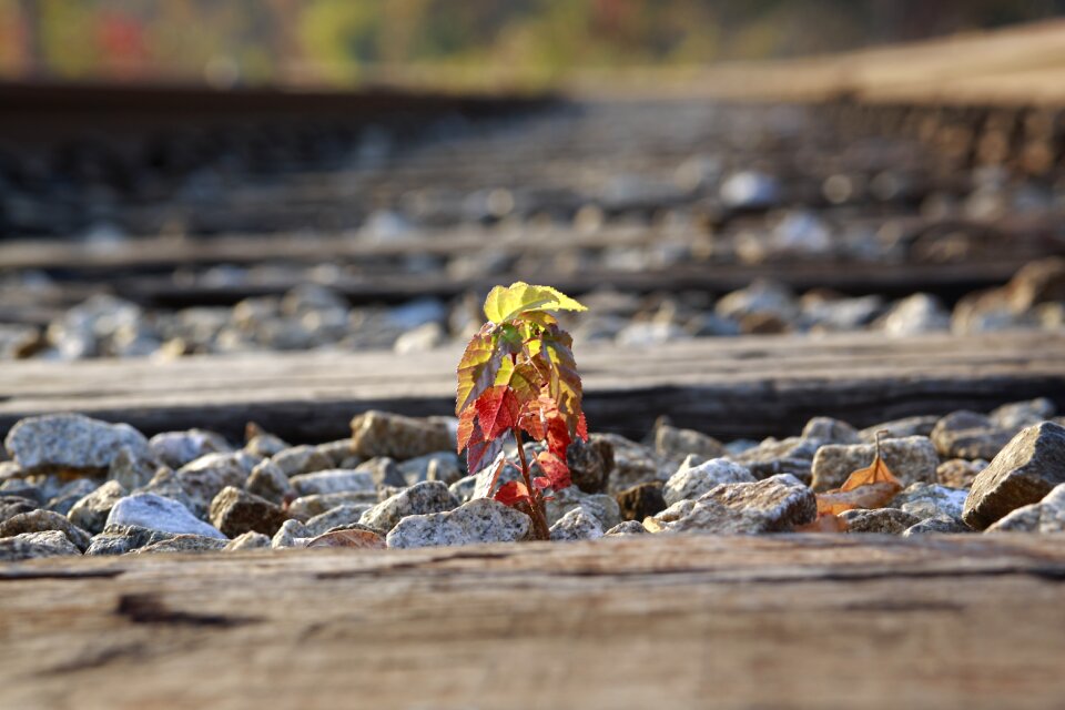 Railway plants flowers