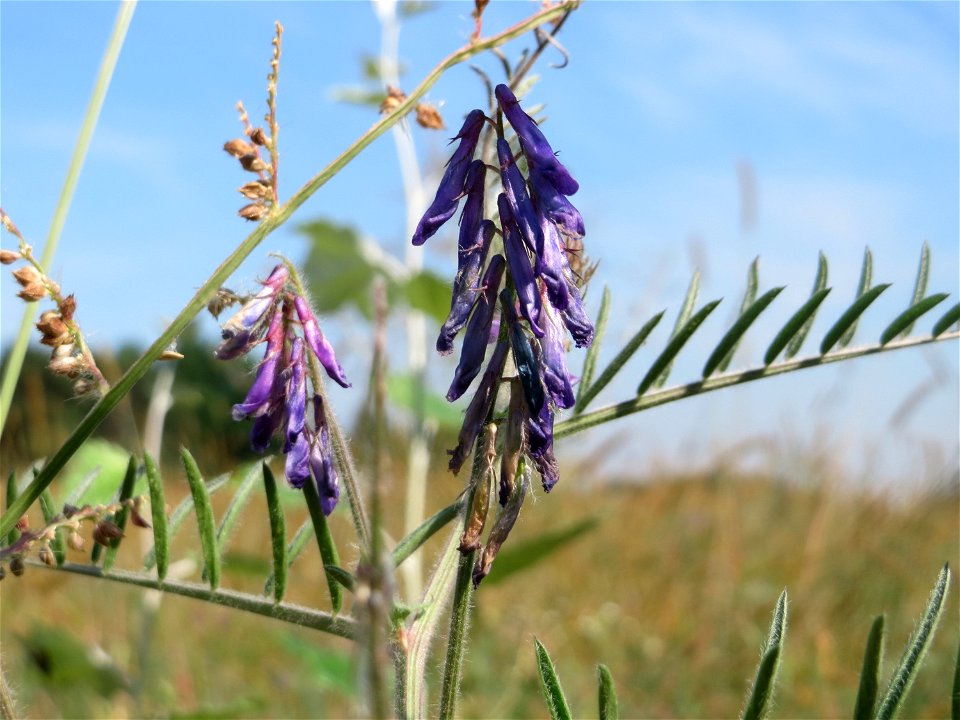 Zottige Wicke (Vicia villosa) im Hockenheimer Rheinbogen