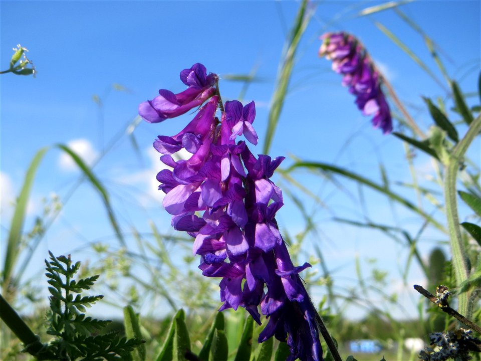 Zottige Wicke (Vicia villosa) in Hockenheim