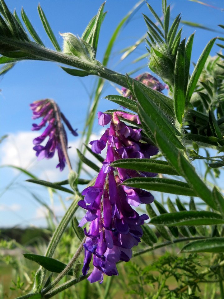 Zottige Wicke (Vicia villosa) in Hockenheim