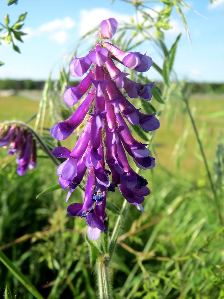 Zottige Wicke (Vicia villosa) in Hockenheim