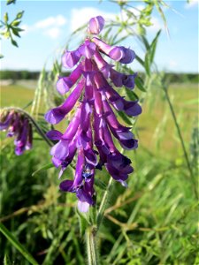Zottige Wicke (Vicia villosa) in Hockenheim