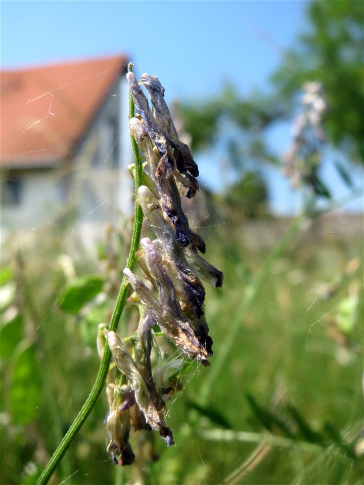 Zottige Wicke (Vicia villosa) beim Insultheimer Hof im Landschaftsschutzgebiet „Hockenheimer Rheinbogen“