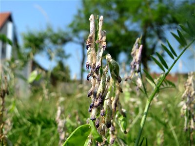 Zottige Wicke (Vicia villosa) beim Insultheimer Hof im Landschaftsschutzgebiet „Hockenheimer Rheinbogen“