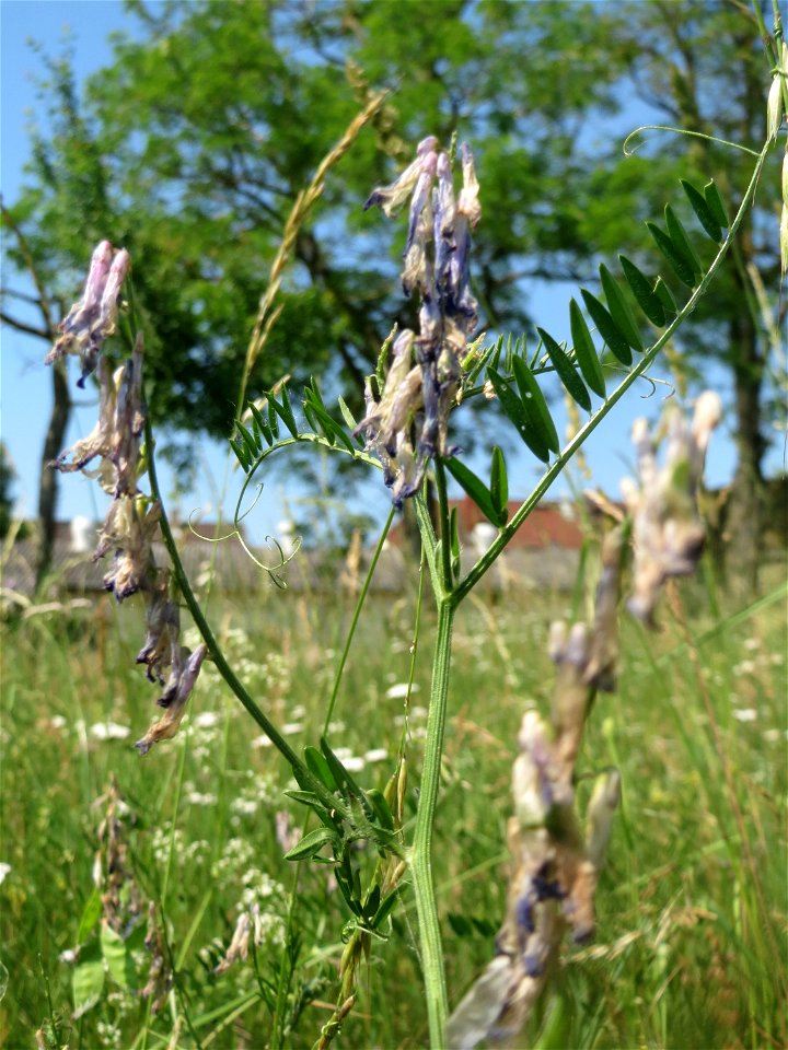 Zottige Wicke (Vicia villosa) beim Insultheimer Hof im Landschaftsschutzgebiet „Hockenheimer Rheinbogen“