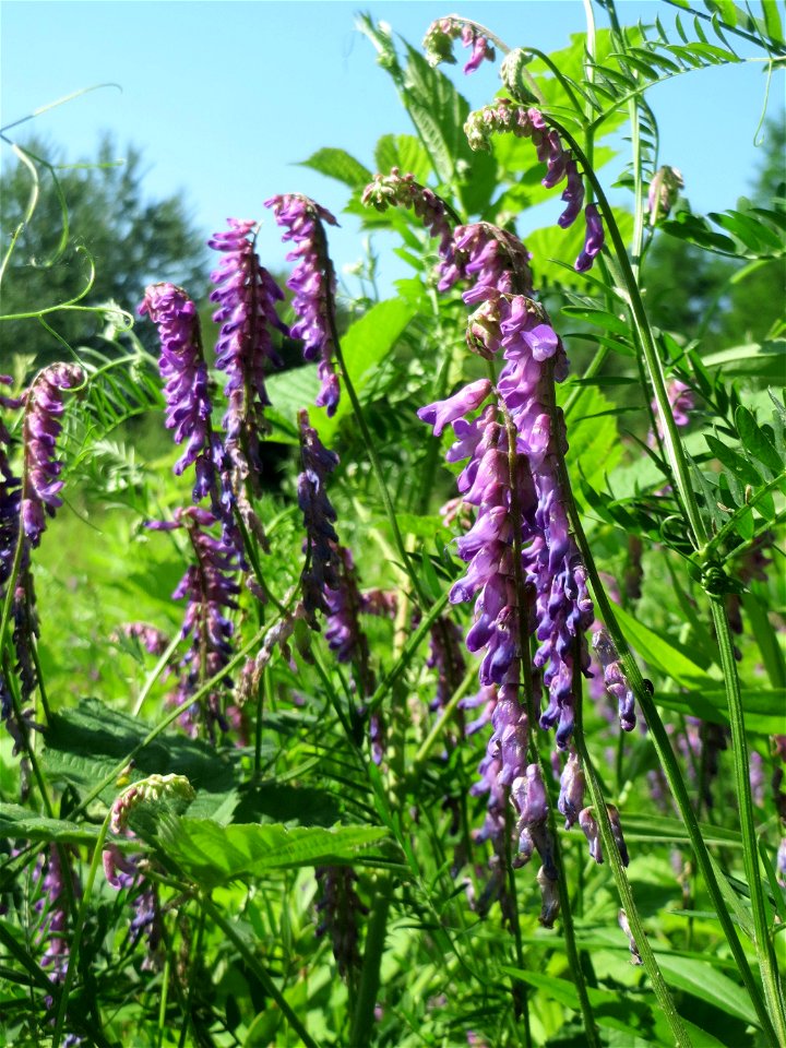 Zottige Wicke (Vicia villosa) im Naturschutzgebiet „St. Arnualer Wiesen“