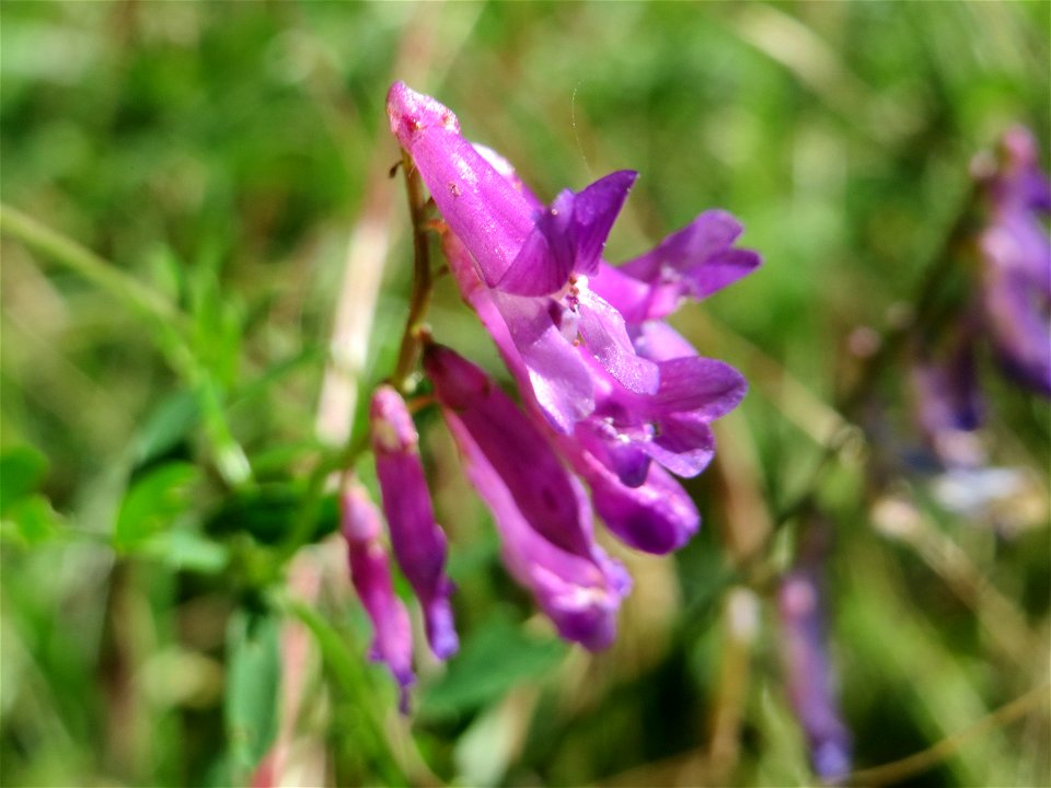 Vogelwicke (Vicia cracca) im Almet in Sankt Arnual
