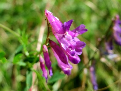 Vogelwicke (Vicia cracca) im Almet in Sankt Arnual