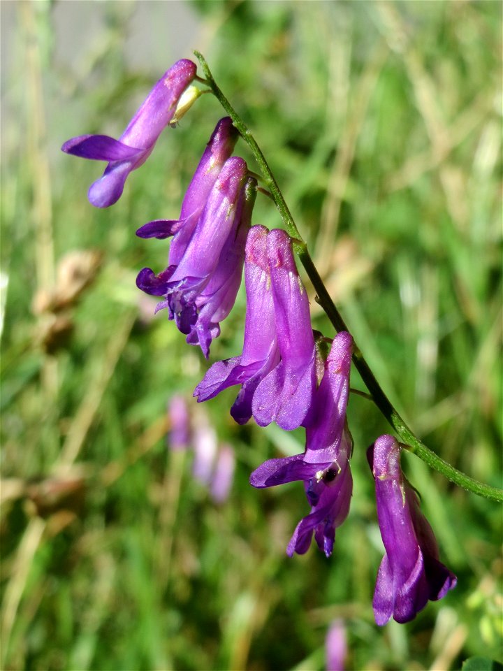 Vogelwicke (Vicia cracca) im Almet in Sankt Arnual