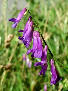 Vogelwicke (Vicia cracca) im Almet in Sankt Arnual