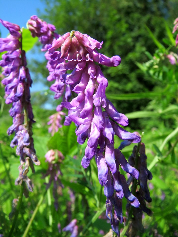 Zottige Wicke (Vicia villosa) im Naturschutzgebiet „St. Arnualer Wiesen“