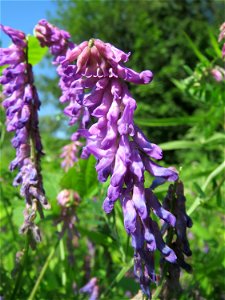 Zottige Wicke (Vicia villosa) im Naturschutzgebiet „St. Arnualer Wiesen“