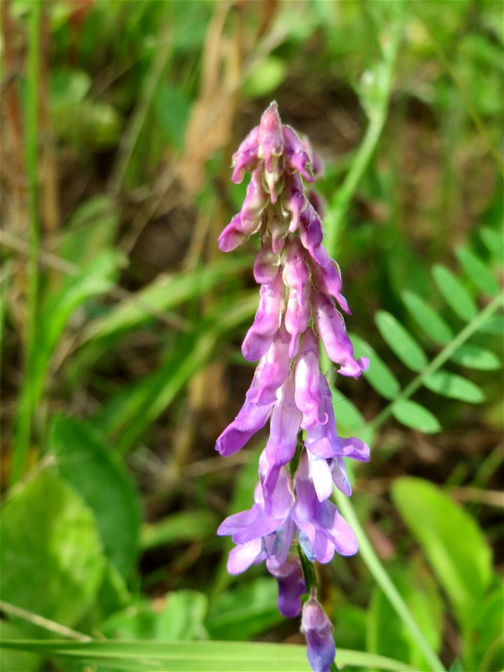 Zottige Wicke (Vicia villosa) im Naturschutzgebiet „Steinbachtal / Netzbachtal“
