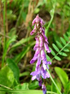 Zottige Wicke (Vicia villosa) im Naturschutzgebiet „Steinbachtal / Netzbachtal“