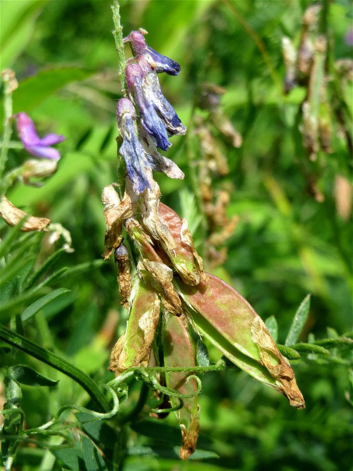 Vogelwicke (Vicia cracca) im Naturschutzgebiet „St. Arnualer Wiesen“