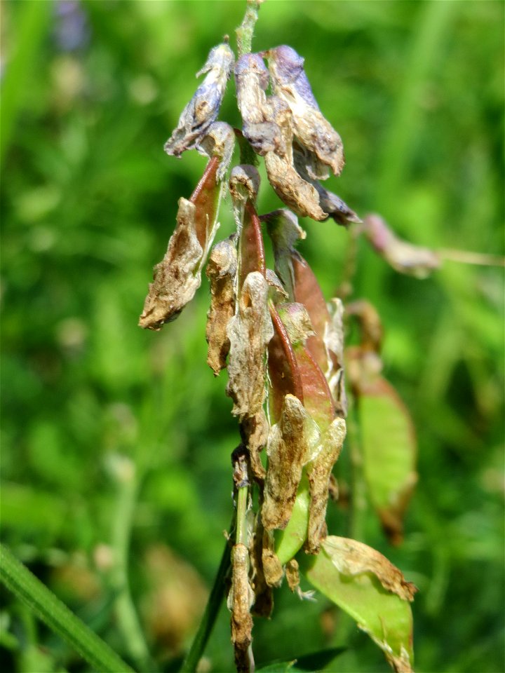 Vogelwicke (Vicia cracca) im Naturschutzgebiet „St. Arnualer Wiesen“