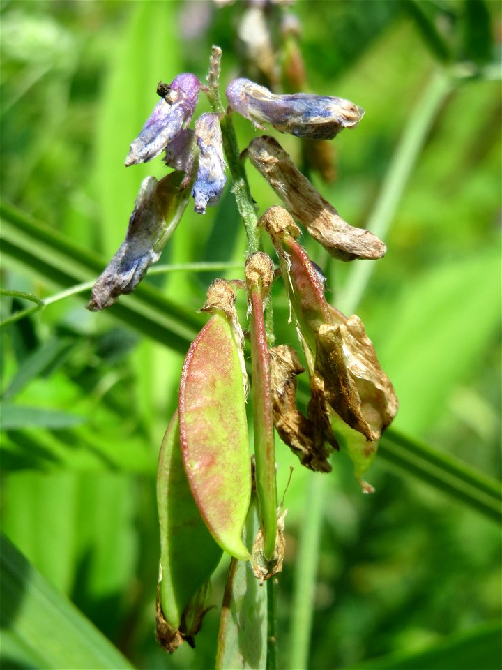 Vogelwicke (Vicia cracca) im Naturschutzgebiet „St. Arnualer Wiesen“
