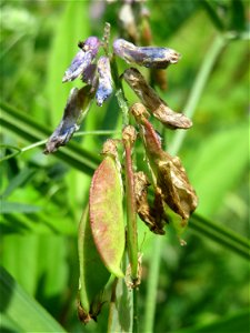 Vogelwicke (Vicia cracca) im Naturschutzgebiet „St. Arnualer Wiesen“