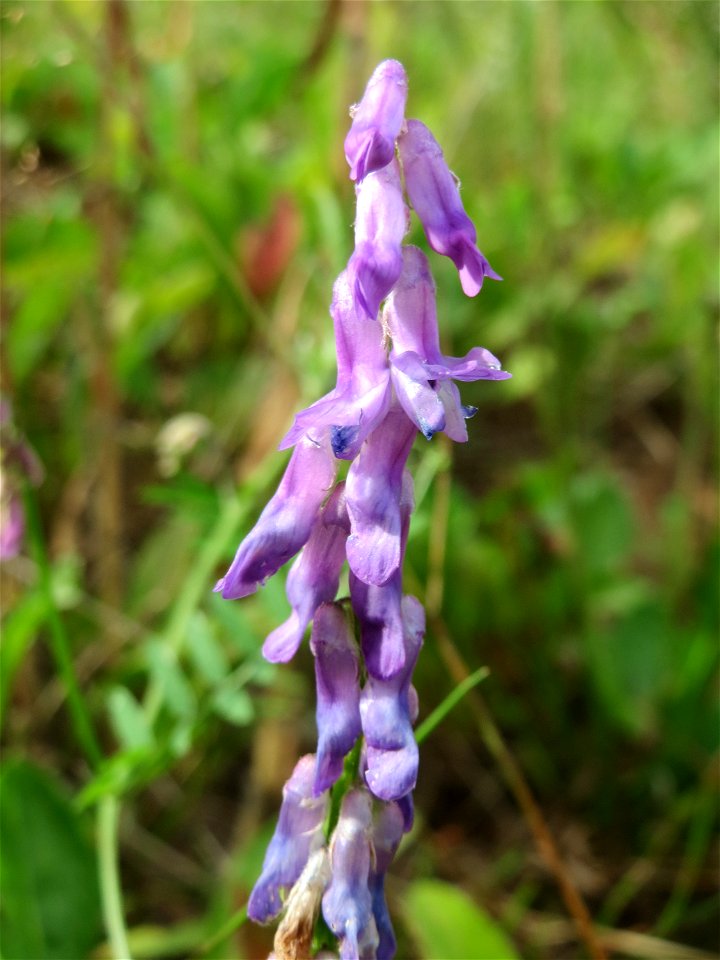 Zottige Wicke (Vicia villosa) im Naturschutzgebiet „Steinbachtal / Netzbachtal“