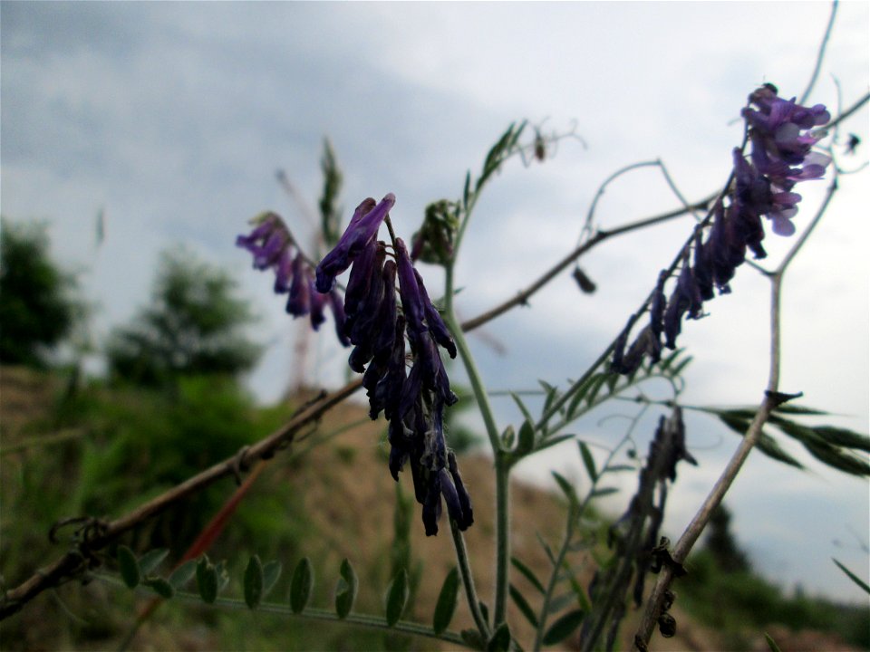 Vogelwicke (Vicia cracca) an einer ehem. Sandgrube in Hockenheim-Talhaus